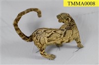 Formosan Clouded Leopard Collection Image, Figure 27, Total 29 Figures